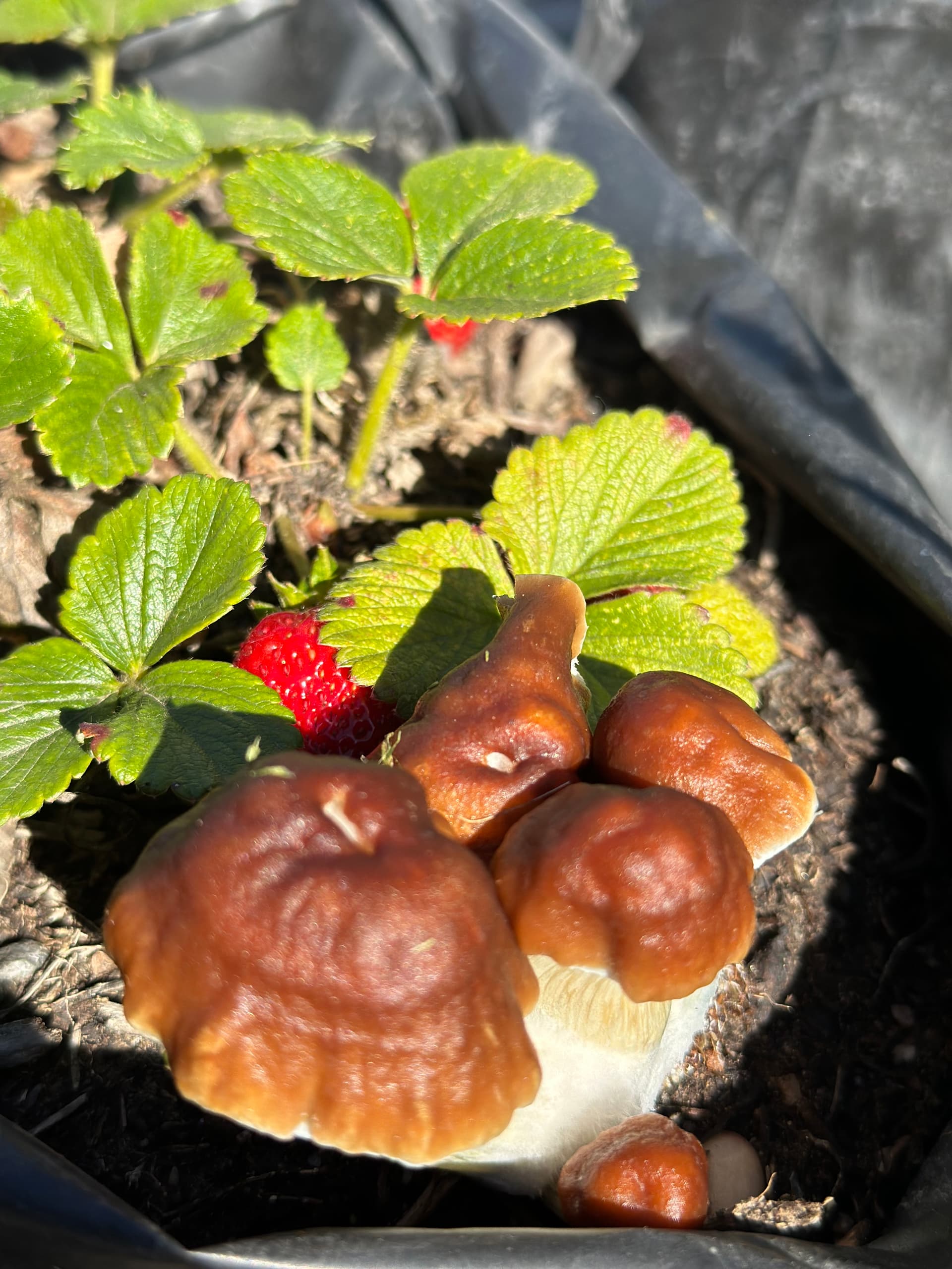 Mushrooms placed alongside strawberries in farm soil