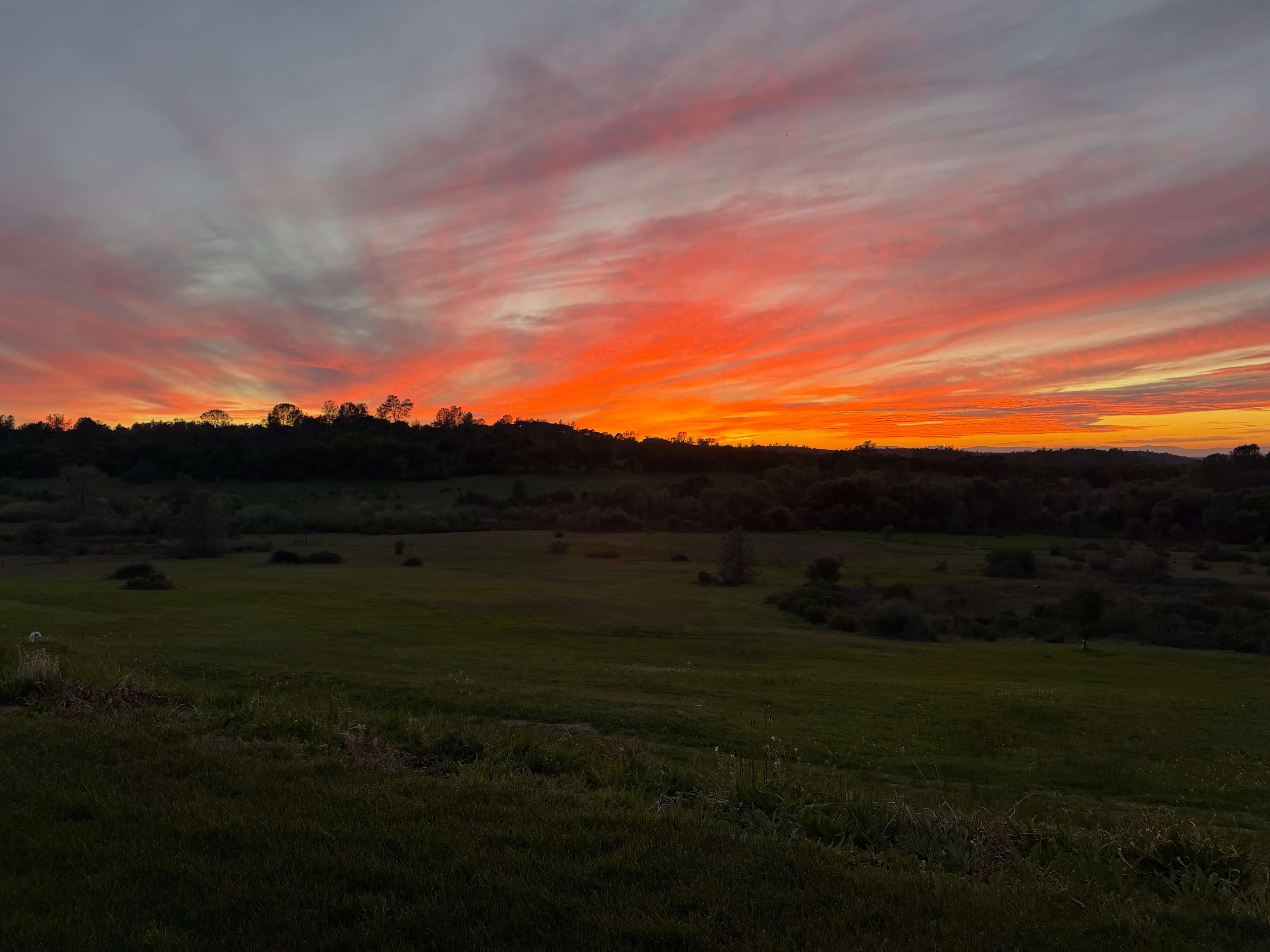 Sunset over the meadow at our farm in the Sierra Foothills