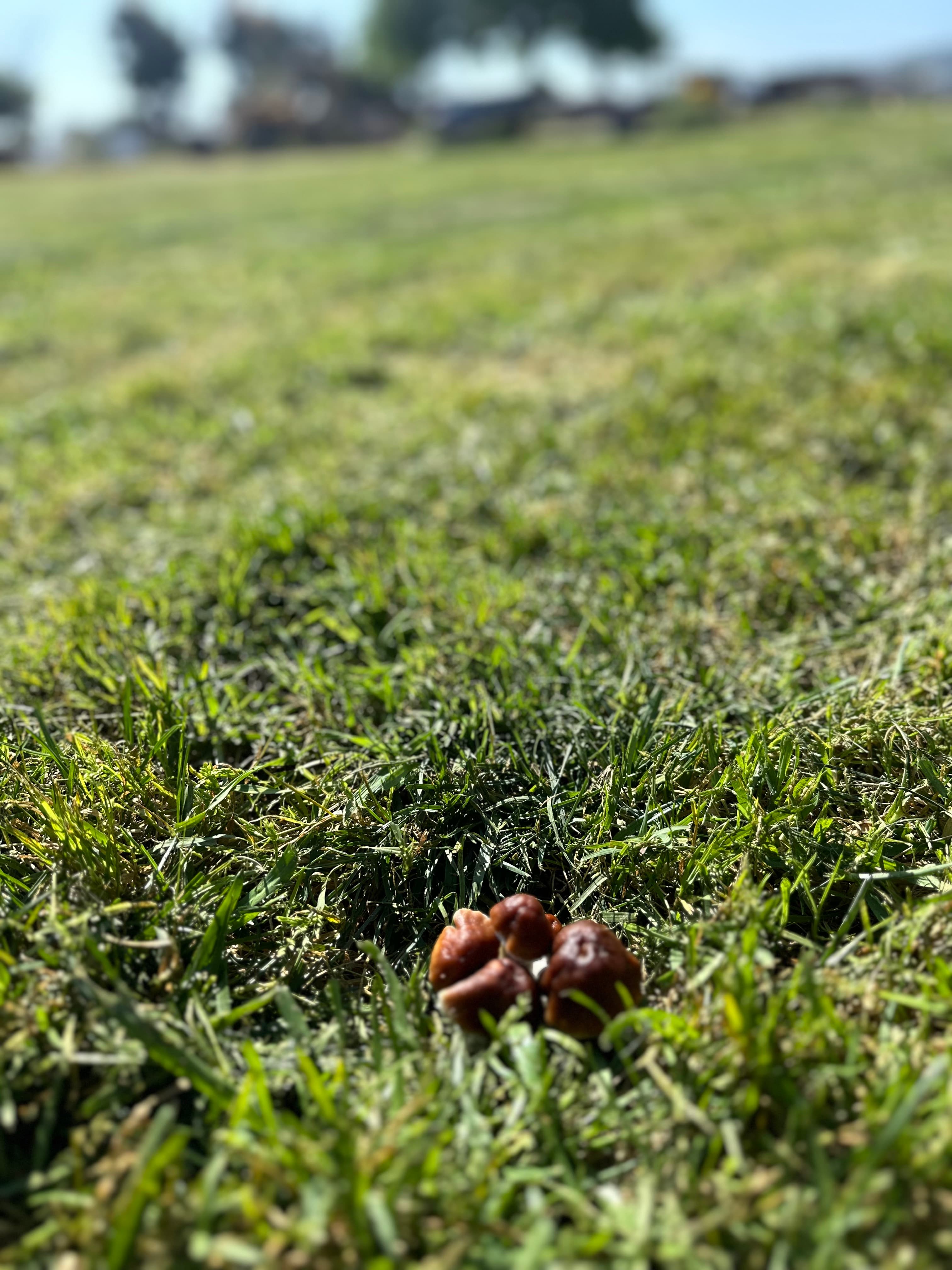 Grassy field with a small mushroom cluster in the foreground